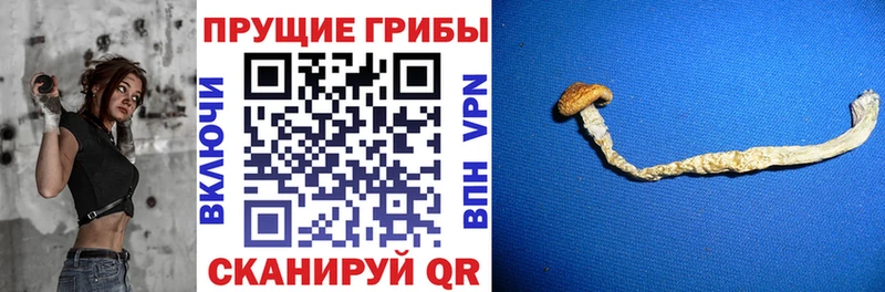 mega маркетплейс Нахабино это наркотические препараты Галлюциногенные грибы прущие грибы